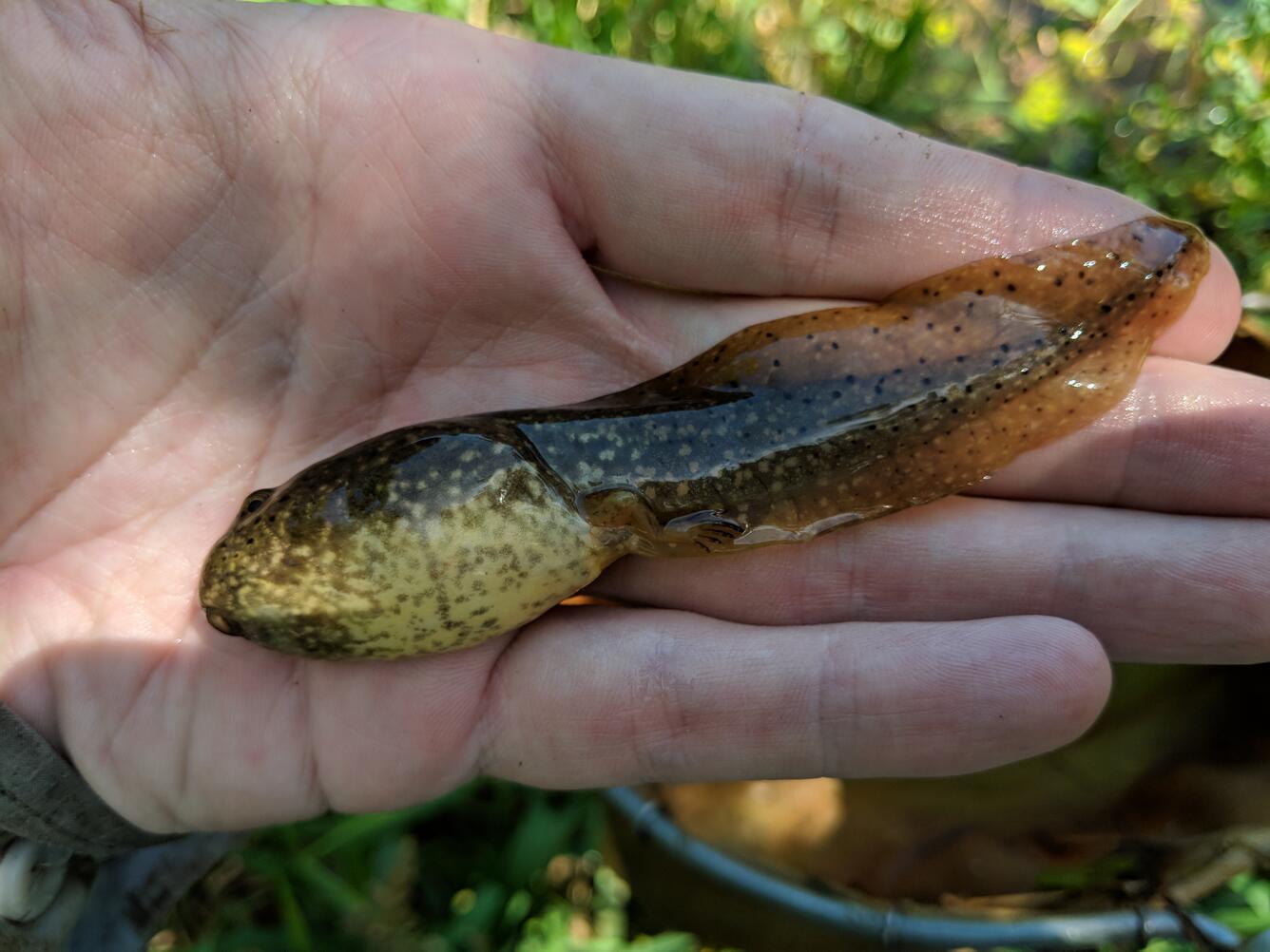 American Bullfrog Tadpole U S Geological Survey american-bullfrog-tadpole-u-s-geological-survey